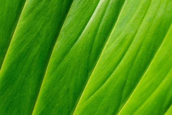 Struktur Des Blattes Natürlicher Hintergrund Grüne Blatttextur — Stockfoto