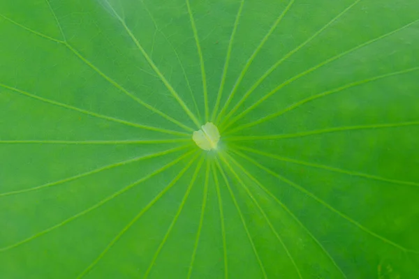 Feuille Lotus Jardin Oriental Contexte Exotique Naturel — Photo