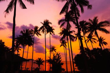 Gün batımında güneş ışığı olan tropikal palmiye ağaçları. Summ