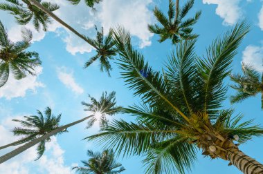 Mavi gökyüzünde güneş ışığı olan tropik palmiye ağacı. Yaz tatili ve doğa yolculuğu macera konsepti. Hindistan cevizi palmiyeleri .