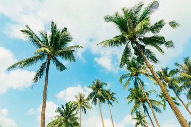 Mavi gökyüzünde güneş ışığı olan tropik palmiye ağacı. Yaz tatili ve doğa yolculuğu macera konsepti. Hindistan cevizi palmiyeleri .