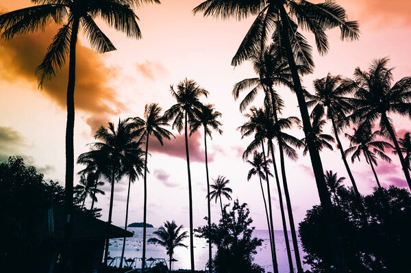 Silhouette tropical palm tree with sun light on sunset sky. Summer vacation and nature travel adventure concept. Coconut palm trees against colorful sunset