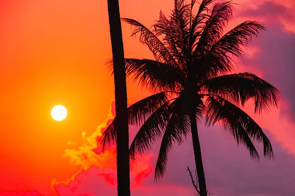 Sziluett Trópusi Pálmafa Napfénnyel Naplemente Égbolton Összefoglalás — Stock Fotó