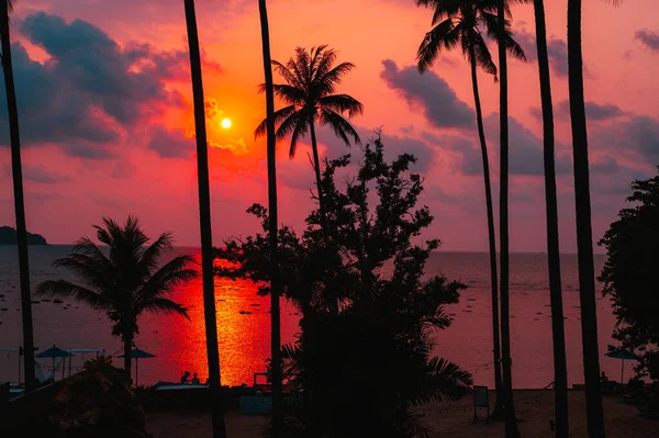 Sziluett Trópusi Pálmafa Napfénnyel Naplemente Égbolton Összefoglalás — Stock Fotó