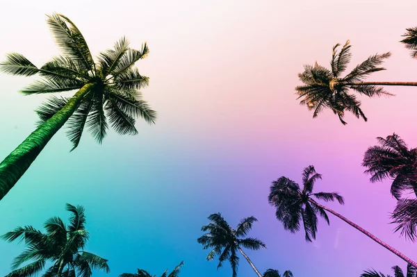 Gün batımında güneş ışığı olan tropikal palmiye ağaçları. Yaz tatili ve doğa yolculuğu macera konsepti. Hindistan cevizi palmiyeleri renkli günbatımına karşı