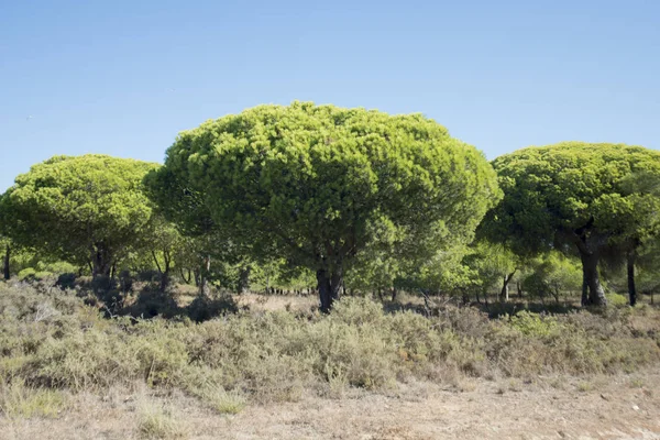 Naturalny Park Quinta de marim Ria Formosa w Portugalii — Zdjęcie stockowe