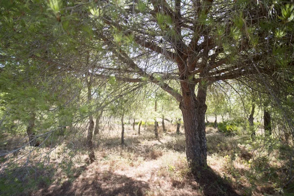 Ria Formosa Portekiz, doğal Park Quinta de marim
