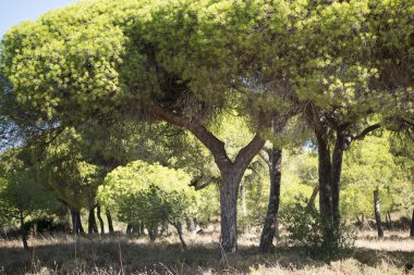 Ria Formosa Portekiz, doğal Park Quinta de marim