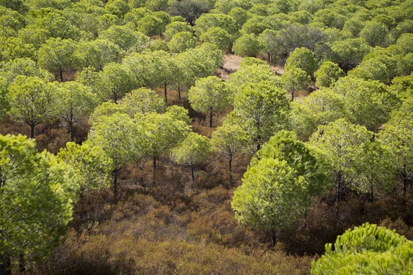 I skogen nära floden Rio Guadiana i Portugal — Stockfoto