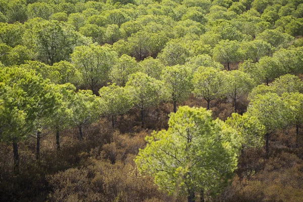 I skogen nära floden Rio Guadiana i Portugal — Stockfoto