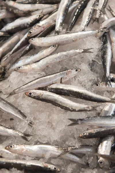 Mercado de pescado en el Markethall en la ciudad de Loule en Portugal —  Fotos de Stock