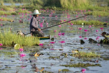 Tayland Kumphawapi Lotus Gölü