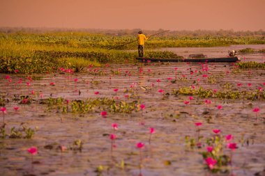Tayland Kumphawapi Lotus Gölü