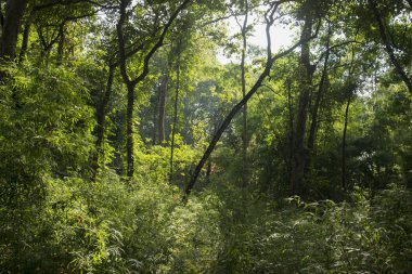 Orman ve bitkiler içinde Phu Phra Bat Milli Parkı