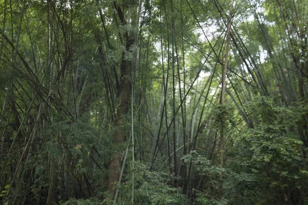 Лес и пейзаж на Ват Па Фу Кон в Таиланде — стоковое фото