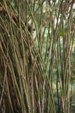 Orman ve bitkiler içinde Phu Phra Bat Milli Parkı