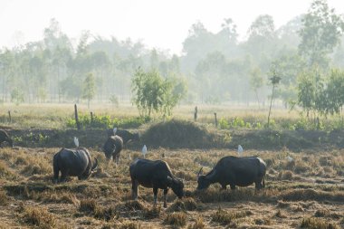 Texas'ın Tayland yakınındaki Udon Thani şehir ile tarım