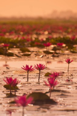 Tayland Kumphawapi Lotus Gölü