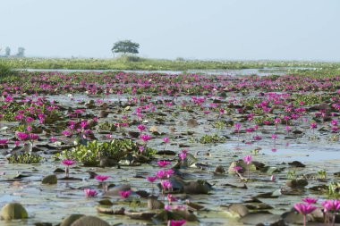 Tayland Kumphawapi Lotus Gölü