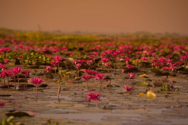 Tayland Kumphawapi Lotus Gölü
