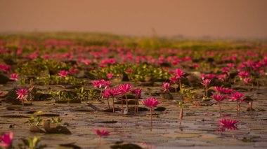 The Lotus Lake of Kumphawapi in Thailand clipart