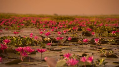 Tayland Kumphawapi Lotus Gölü