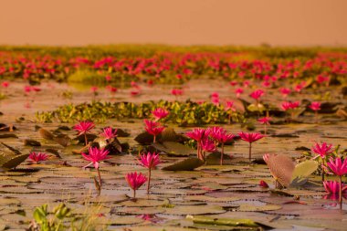 Tayland Kumphawapi Lotus Gölü
