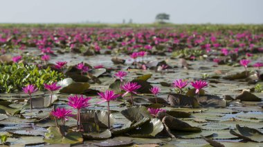 Tayland Kumphawapi Lotus Gölü