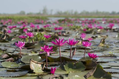 Tayland Kumphawapi Lotus Gölü