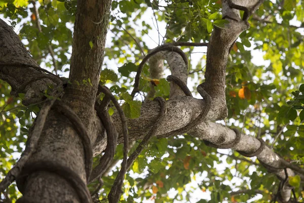 Forêt et plantes dans le parc national Phu Phra Bat — Photo