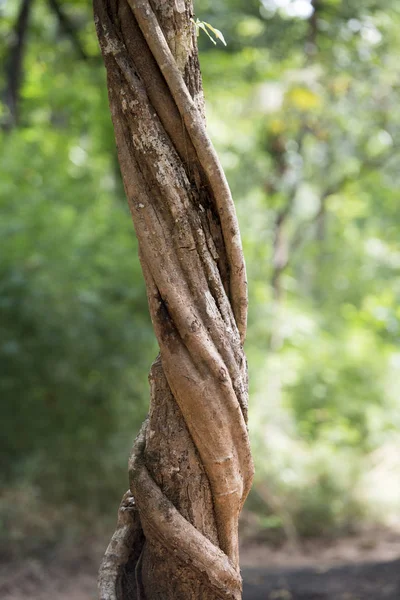 Wald und Pflanzen im Phu Phra Fledermausnationalpark — Stockfoto