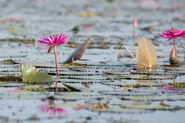 El Lago del Loto de Kumphawapi en Tailandia — Foto de Stock