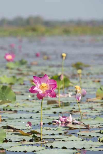 The Lotus Lake of Kumphawapi in Thailand
