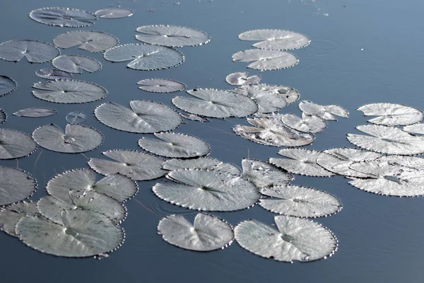 Den Lotus Lake av Kumphawapi i Thailand — Stockfoto