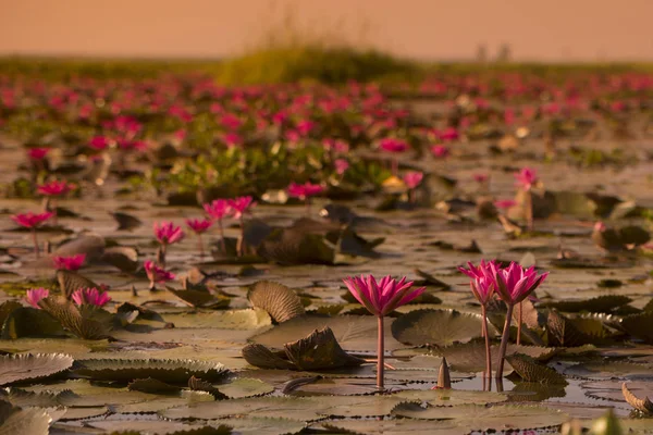 The Lotus Lake of Kumphawapi in Thailand