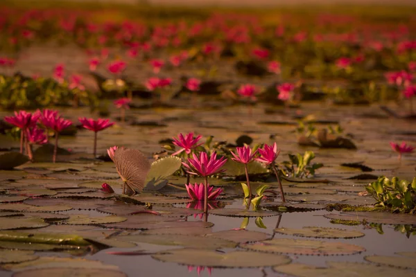 The Lotus Lake of Kumphawapi in Thailand — Stock Photo, Image