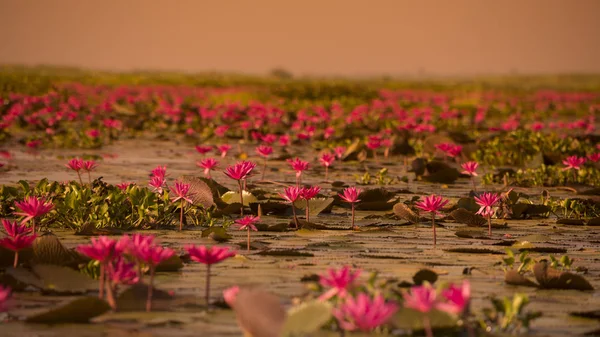 O Lago Lotus de Kumphawapi na Tailândia — Fotografia de Stock