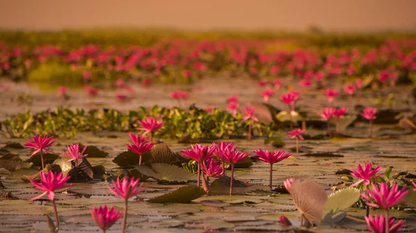 El Lago del Loto de Kumphawapi en Tailandia — Foto de Stock