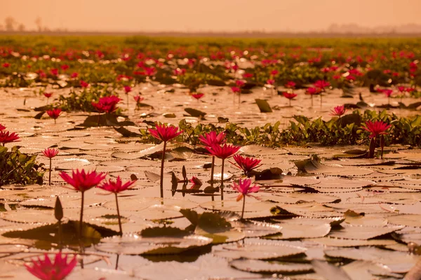 El Lago del Loto de Kumphawapi en Tailandia — Foto de Stock