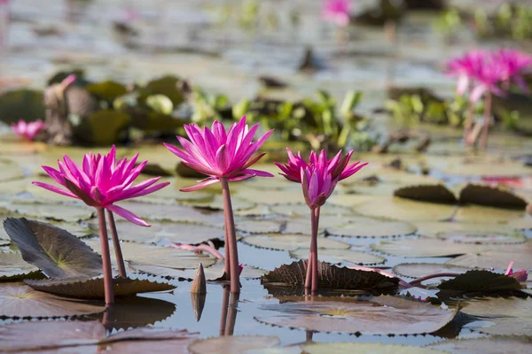 Η Lotus λίμνη του Αμνατ Τσαροεν στην Ταϊλάνδη — Φωτογραφία Αρχείου