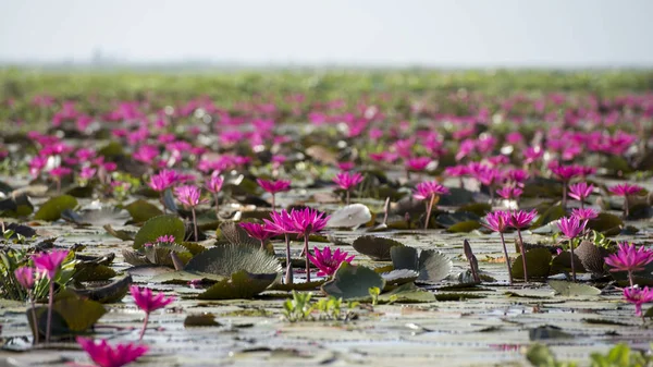 The Lotus Lake of Kumphawapi in Thailand — Stock Photo, Image