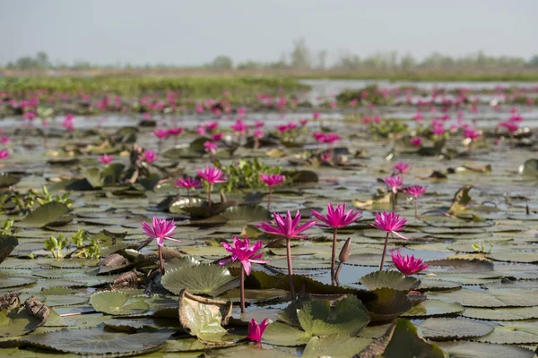 The Lotus Lake of Kumphawapi in Thailand — Stock Photo, Image