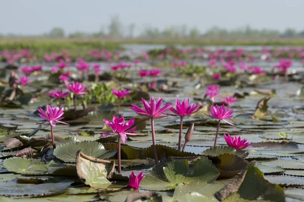 The Lotus Lake of Kumphawapi in Thailand — Stock Photo, Image