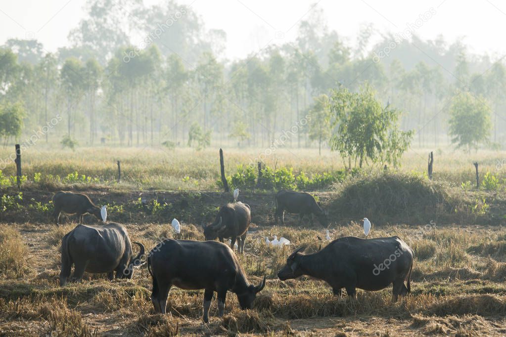 agriculture with buffaloes near the city of Udon Thani in Thailand