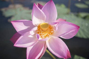 Tayland Kumphawapi Lotus Gölü