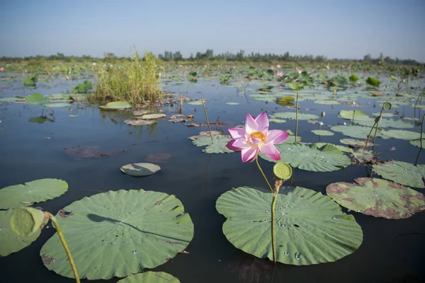 O Lago Lotus de Kumphawapi na Tailândia — Fotografia de Stock