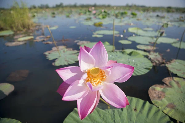The Lotus Lake of Kumphawapi in Thailand — Stock Photo, Image