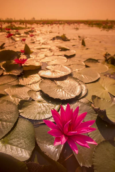 El Lago del Loto de Kumphawapi en Tailandia —  Fotos de Stock