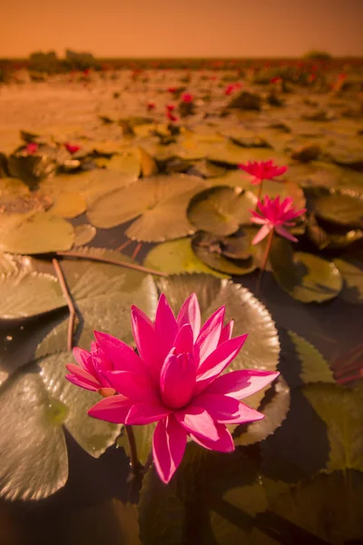 The Lotus Lake of Kumphawapi in Thailand — Stock Photo, Image