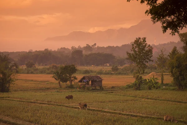 Paesaggio e terreni agricoli in Thailandia — Foto Stock